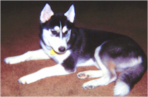 Sno-mate Natasha born April 19, 1988