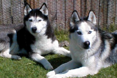 Natasha (Left) & Nikolai (Right)