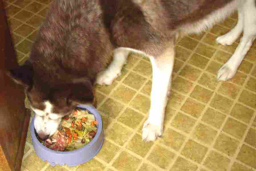 Dinner is Served, Sasha!