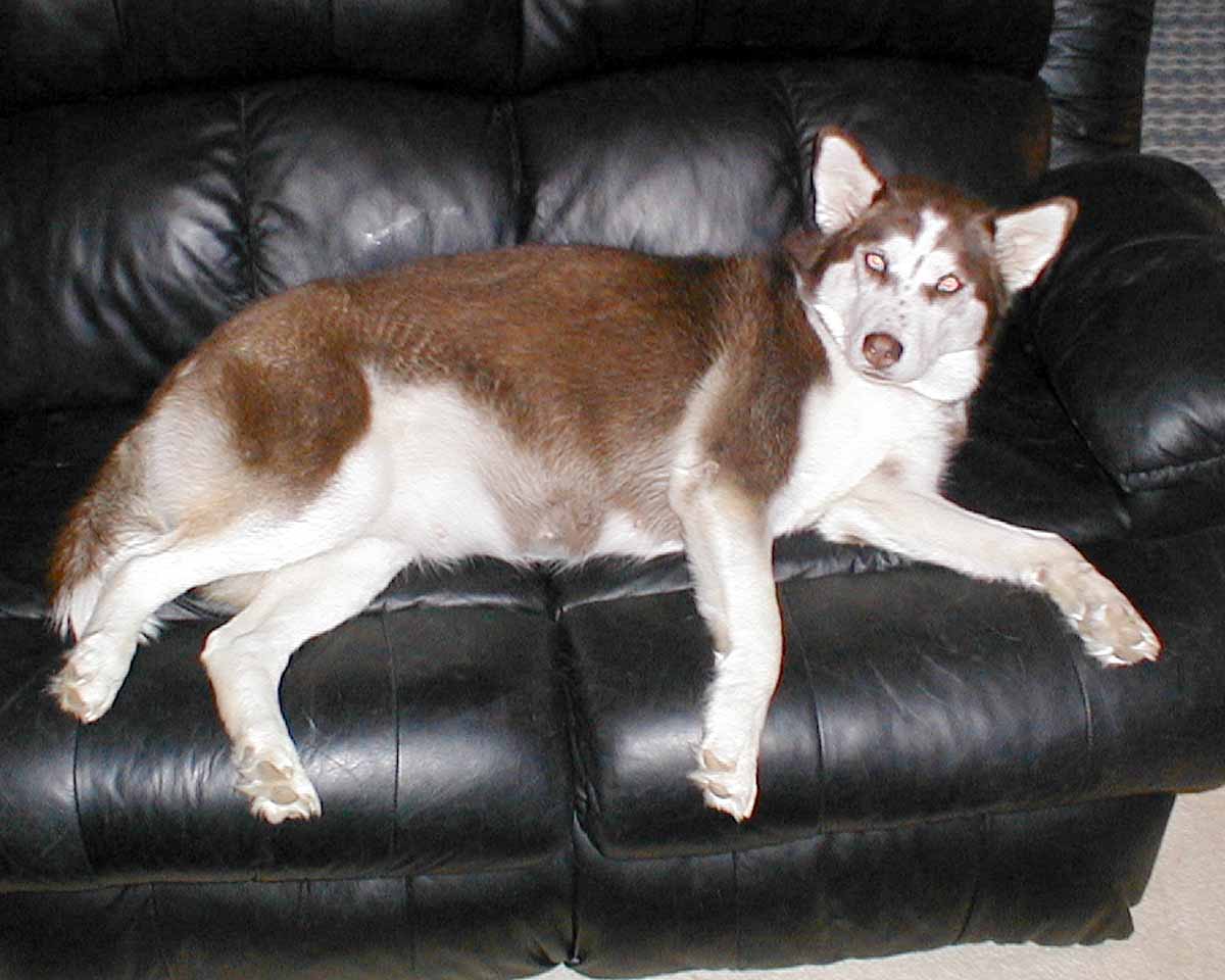Pregnant Moma on a sofa break