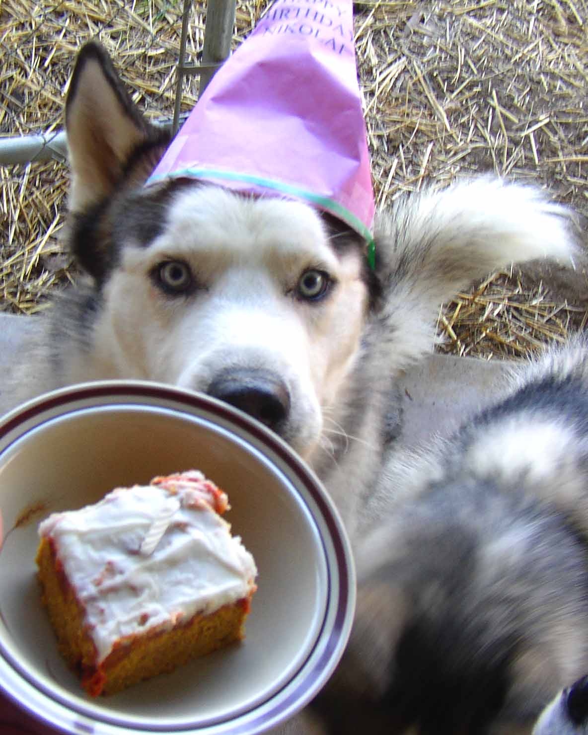 "If you make me keep this stupid hat on for one more minute I'm calling the SPCA on a cruelty to animals charge!"