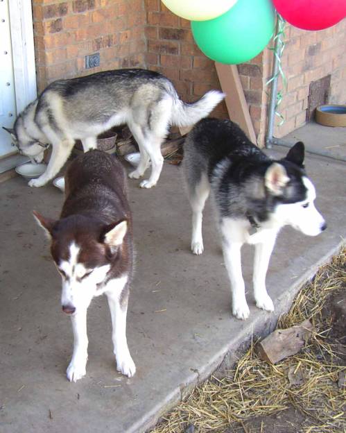 Anya (top left) licks out all the empty bowls.  Sasha and Alec (at bottom) wait for more cake.