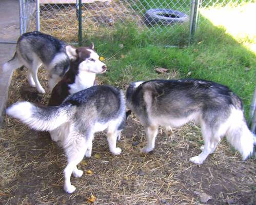 Anya (top left), Alec (bottom left), and Daddy Niki (bottom right) all look for cake crumbs. Mama Sasha (center) just day dreams.